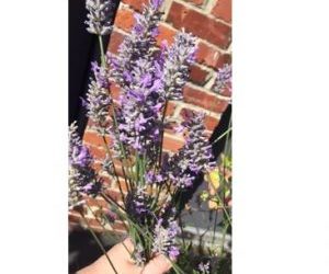 Lavender