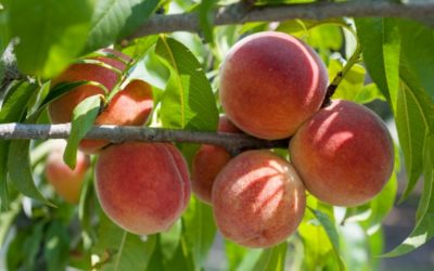 Stone Fruit