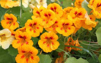 Edible Flowers