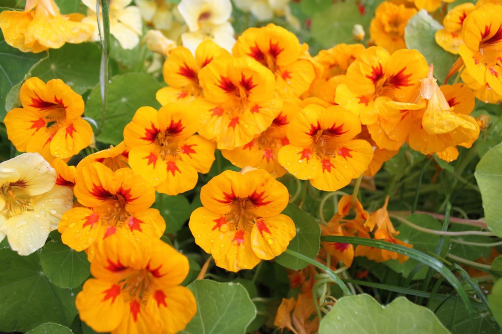 nasturtium, flowers